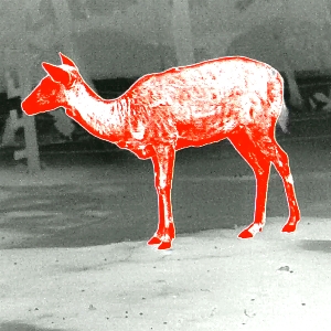 PARD TA32 LRF Wärmebild-Monokular 9