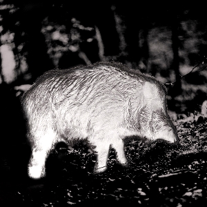 PARD Predator 480 LRF Wärmebild-Vorsatzgerät 3