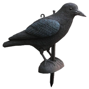 Decoy crow 1