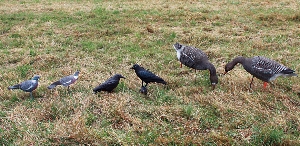 Decoy crow 2
