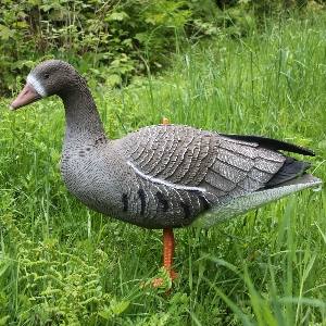 Decoy coot goose 1