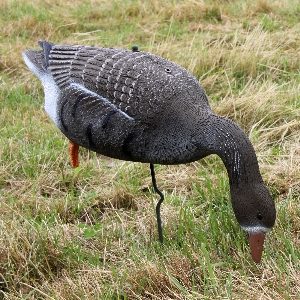 Decoy coot goose 2