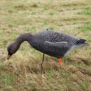 Lockvogel Saatgans 2