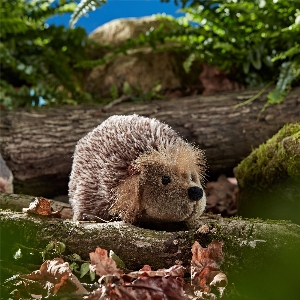 Plüschtier Igel 2