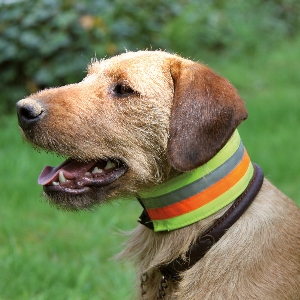 Reflective collar 1