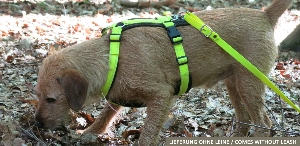 AKAH chest harness Tracker neon yellow 2