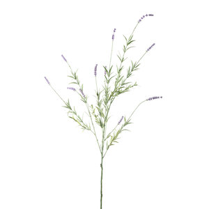 Twig Pflanze Lila Lavendelzweig