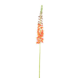 Twig Pflanze Orange grün Eremurus Spray