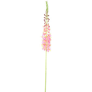 Twig Pflanze Pink grün Eremurus Spray