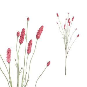 Zweig Pflanze Rosa Pimpinelle Spray
