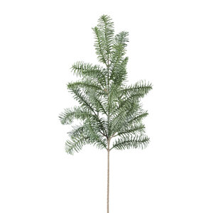 Twig Pflanze grün edler Kiefernzweig