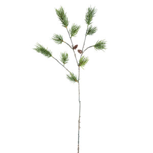 Twig Pflanze grüner Kiefernzweig mit Kiefernzapfen