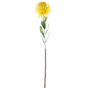 Twig Pflanze Gelber Protea-Spray mit Blättern