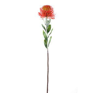 Twig Pflanze Roter Protea-Spray mit Blättern