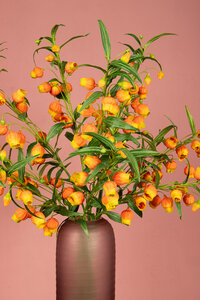 Lily Flower Orange Chinese lantern branch 3