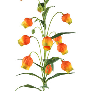 Lily Flower Orange Chinese lantern branch 5