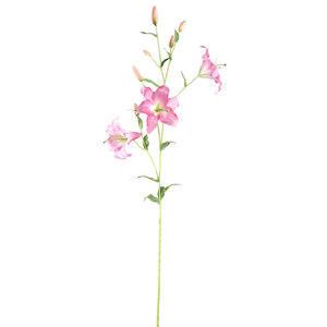 Lily flower purple with buds and leaves 1