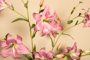 Lily flower purple with buds and leaves 2