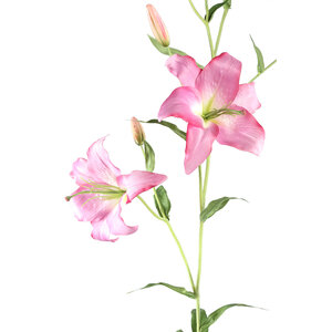Lily flower purple with buds and leaves 5