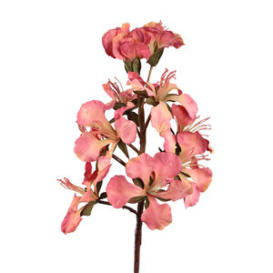 Lily Flower Pink Peruvian Lily Stem 2