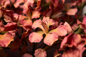 Lily Flower Pink Peruvian Lily Stem 4