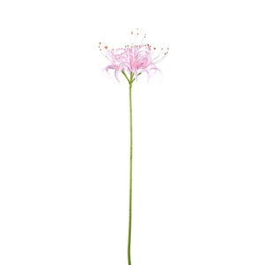 Lily Flower Pink spider lily 1