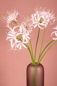 Lily Flower Pink spider lily 3