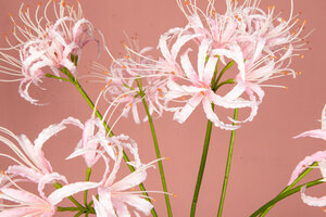 Lily Flower Pink spider lily 4