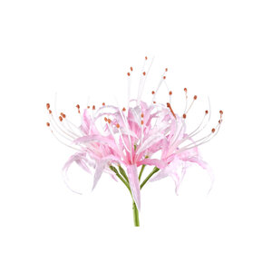 Lily Flower Pink spider lily 5