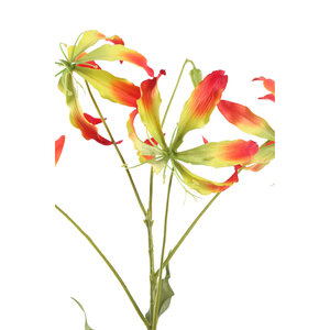 Lily Flower kırmızı ve sarı Gloriosa S 2