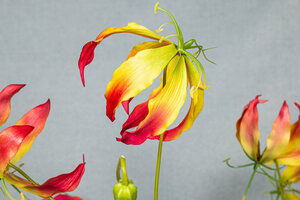 Lily Flower kırmızı ve sarı Gloriosa S 4