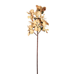 Lily Flower Light Brown Peruvian Lily Stem 1