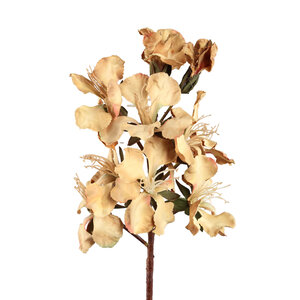 Lily Flower Light Brown Peruvian Lily Stem 2