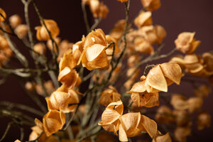 Twig Planta Beige Spray para faroles 3