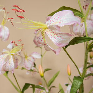 Lily Flower Light Pink Tiger Lily Branch 3