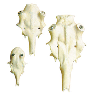 Artificial red deer skull