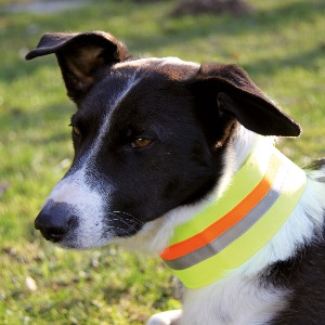 Reflective collar 2